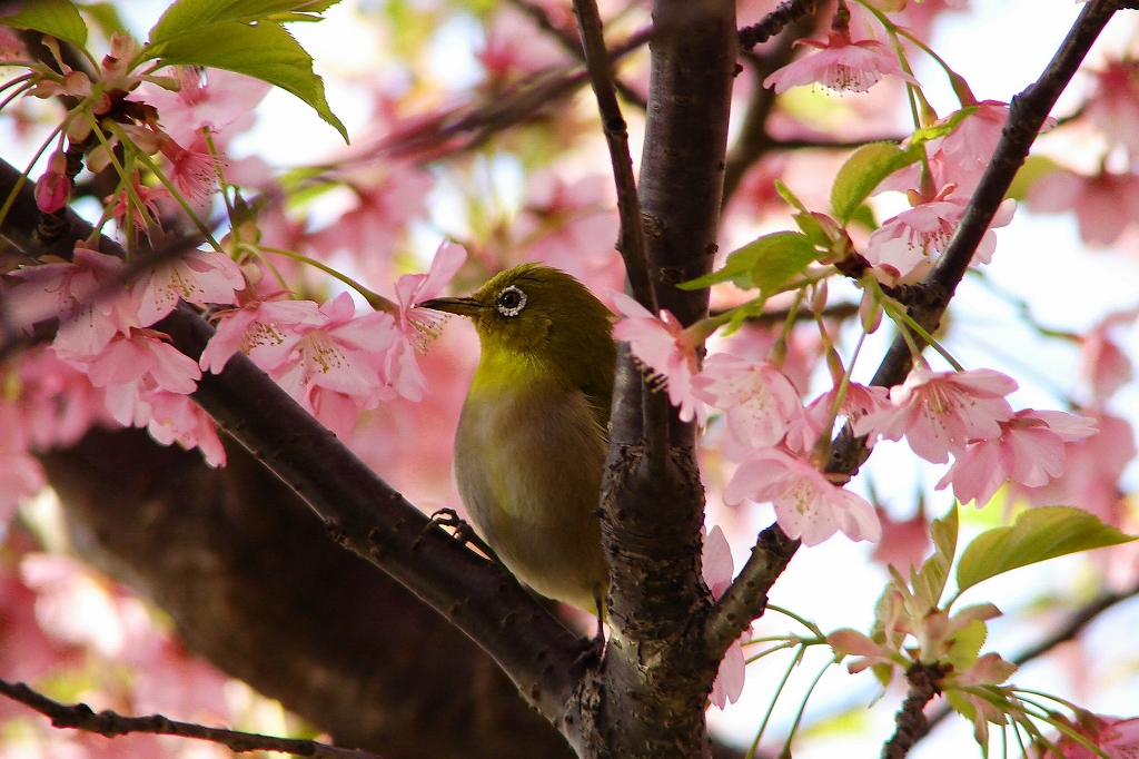 春の思い出