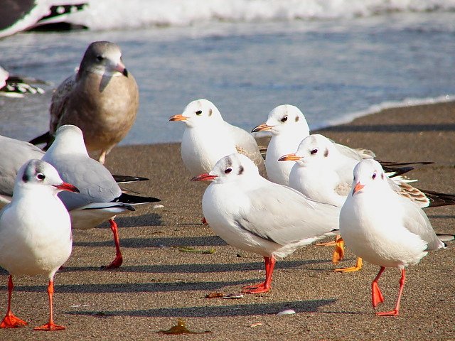 砂浜のユリカモメ