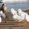 砂浜のユリカモメ