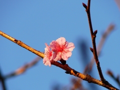 河津桜が咲いてた！
