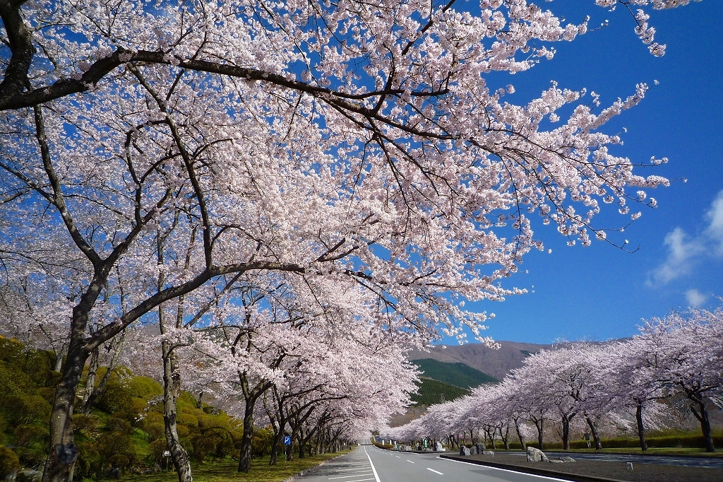 桜並木