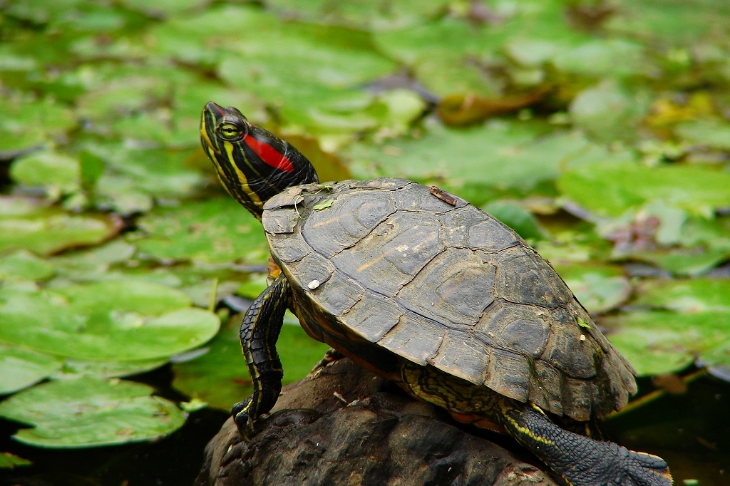 み～あ～げて～ごらん～♪