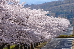 sakura