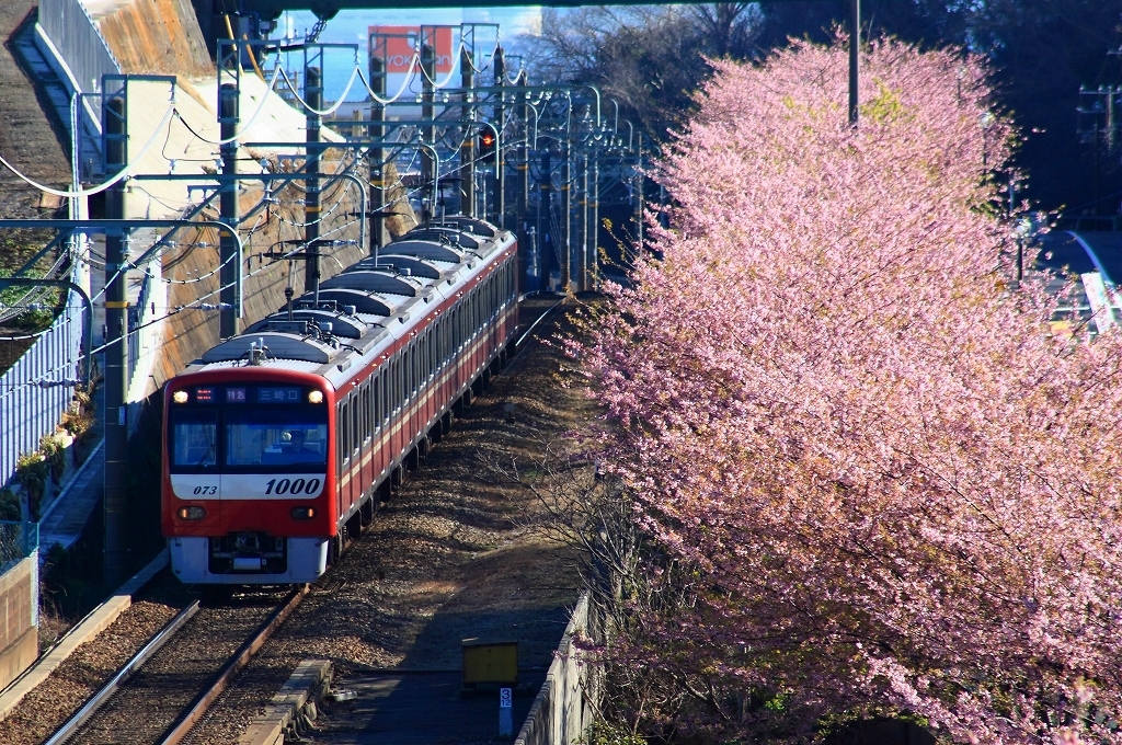 河津桜と京急電車