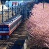 河津桜と京急電車