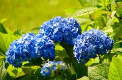 紫陽花