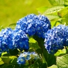 紫陽花