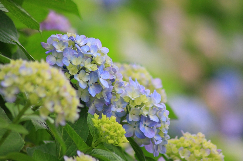 紫陽花