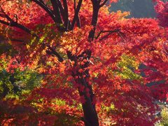 横須賀の紅葉