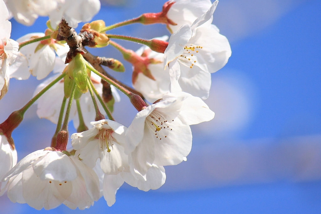 sakura