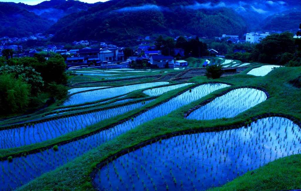 梅雨入り直後の棚田