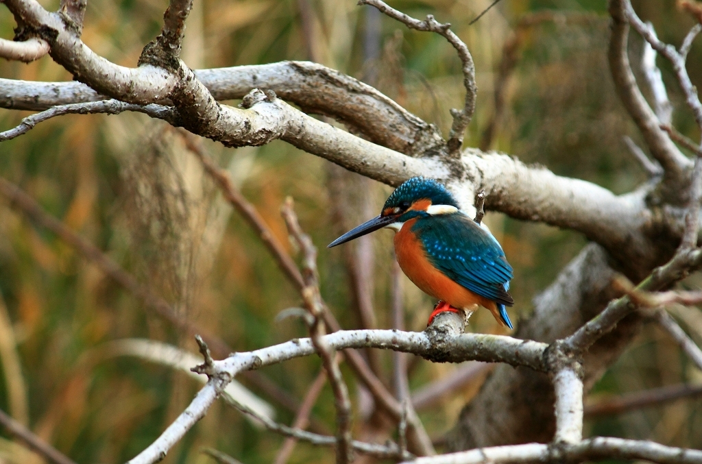 幸せの青い鳥・カワセミ