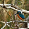 幸せの青い鳥・カワセミ