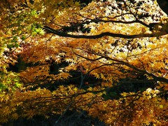 横須賀の紅葉