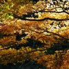 横須賀の紅葉