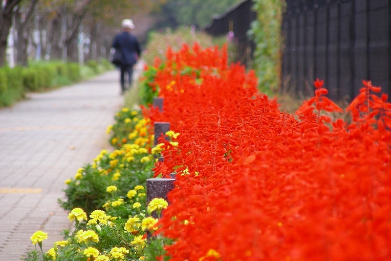 flower road