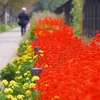 flower road