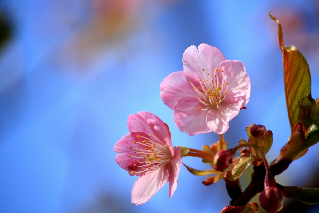 河津桜