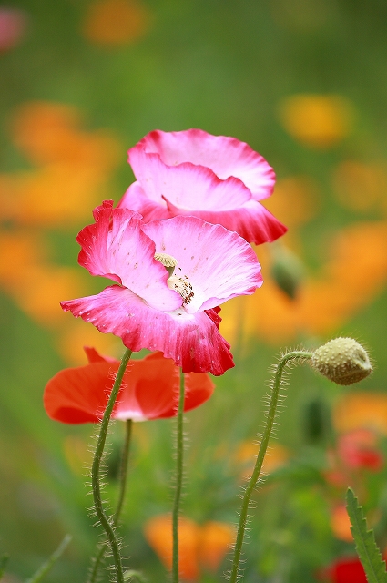 Poppy