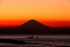 夕焼けの富士山と野鳥