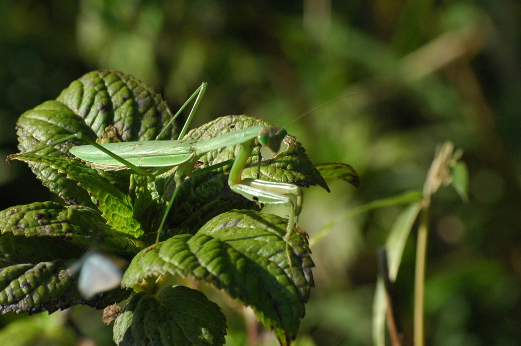 カマキリ♀、獲物をねらう