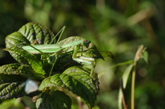 カマキリ♀、獲物をねらう