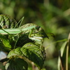 カマキリ♀、獲物をねらう