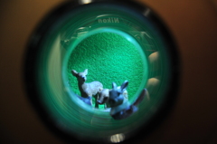 Nikon写り込み