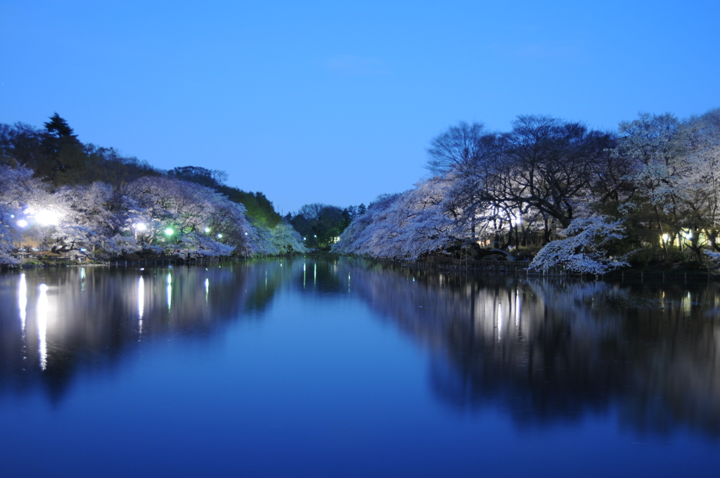 井の頭公園の桜と池