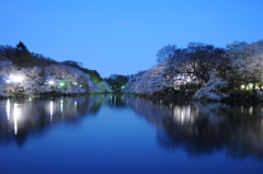 井の頭公園の桜と池