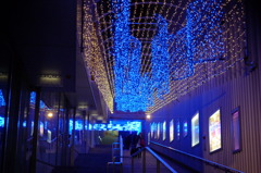 新宿のイルミネーション