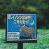 イノシシに注意です！