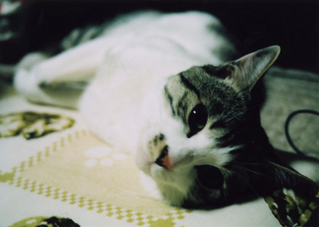chiro