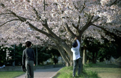 桜遊び２