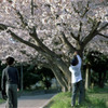 桜遊び２