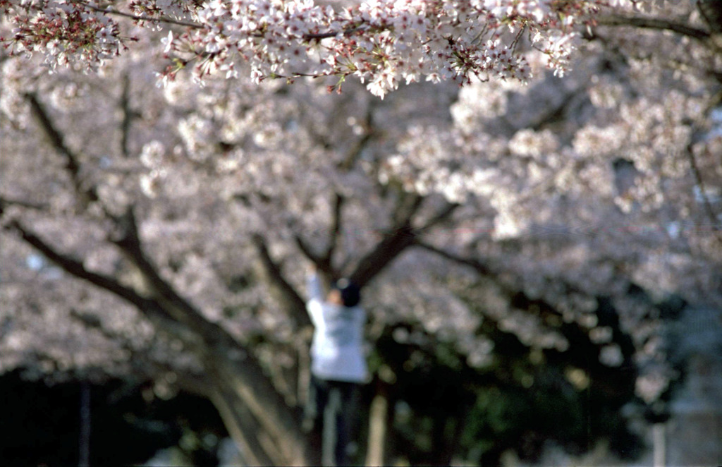 桜遊び