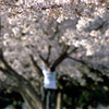 桜遊び