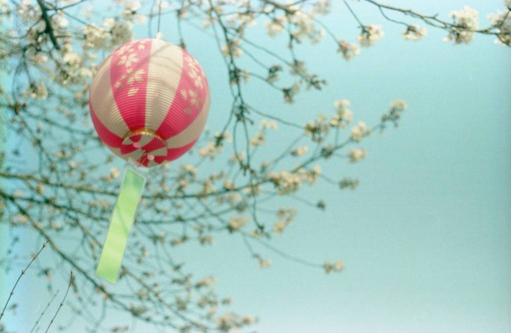 桜祭り