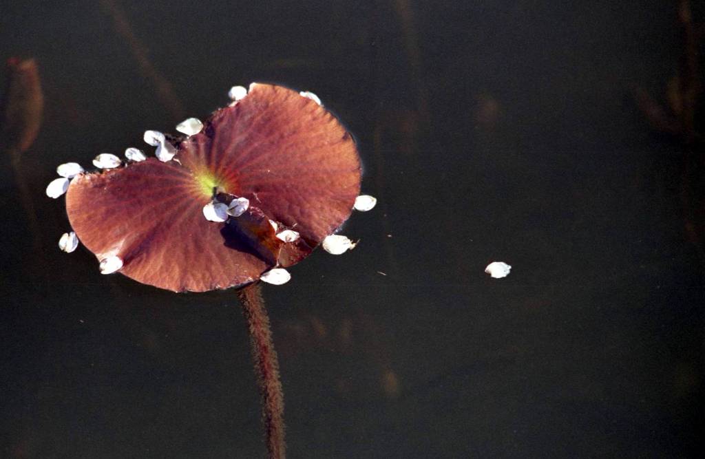 水に舞うサクラ