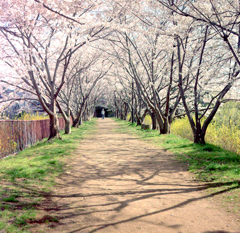 桜トンネル