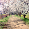 桜トンネル