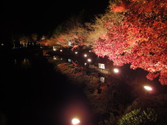 夜の紅葉