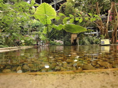 ジャングル？？（笑）