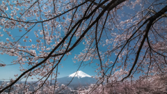 今年最後の桜