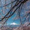 今年最後の桜