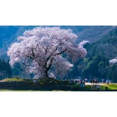 わに塚の桜