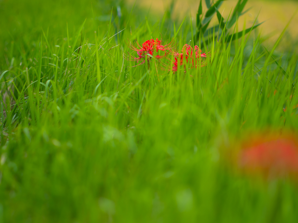 曼珠沙華