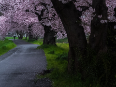 桜