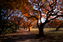 小石川植物園