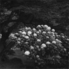 DSCF2497